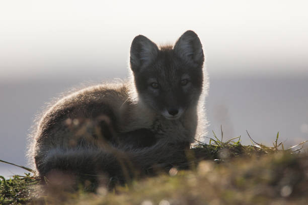 istock Backlit Arctic Fox Vulpes lagopus kit at den on Herschel Island, Yukon, Canada 872753880