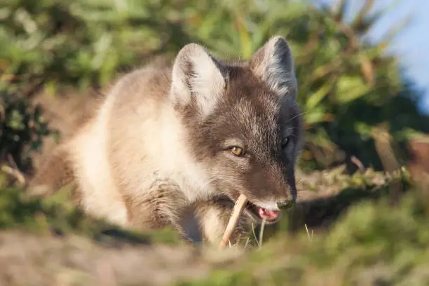 Young Arctic Fox kit enjoying a sunny day outside the den