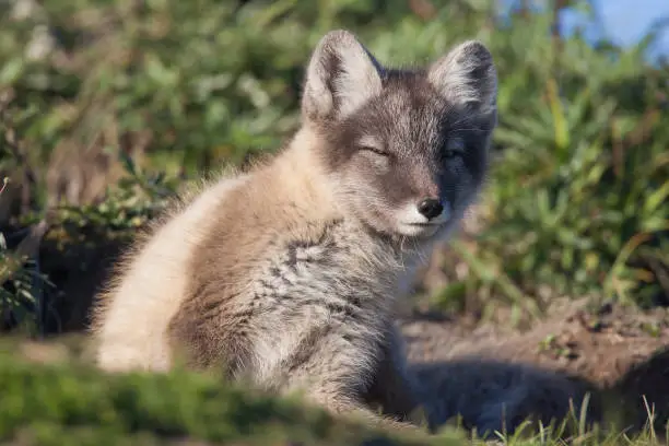 Young Arctic Fox kit enjoying a sunny day outside the den