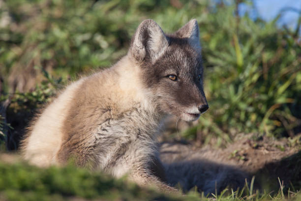 istock Arctic Fox Vulpes lagopus kit at den on Herschel Island, Yukon, Canada 872754356