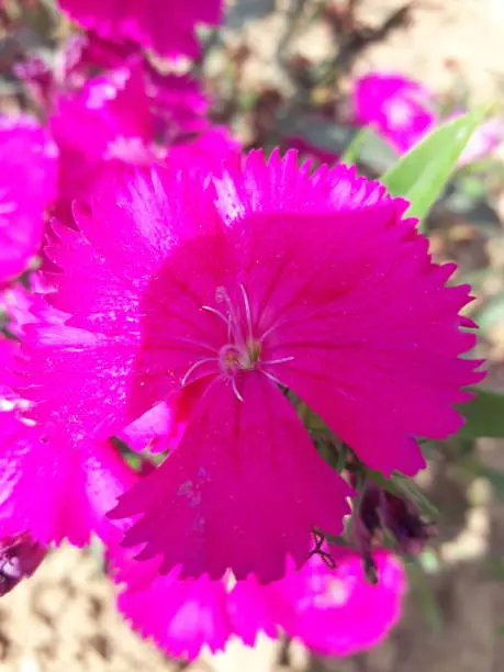 Pink Beauty in Hot Deserts