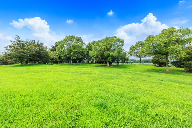 istock Green grass and forest landscape under blue sky 872757914