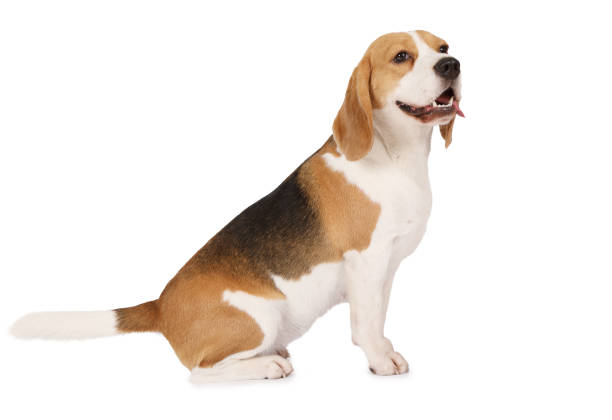 istock Beagle dog isolated on white background 872758106