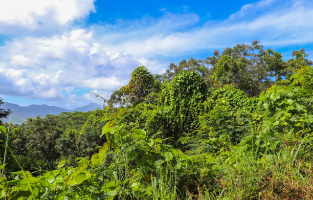 istock Seychelles islands nature. Africa 872758210