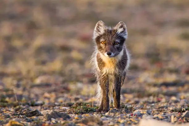 Curious/suspicious Arctic Fox on tundra during summer night