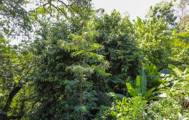 istock Seychelles islands nature. Africa 872769040