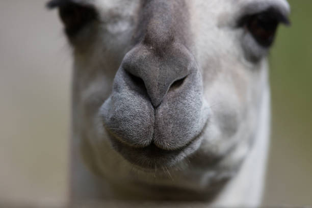 istock close view of guanako snout (lama guanicoe) 872769444