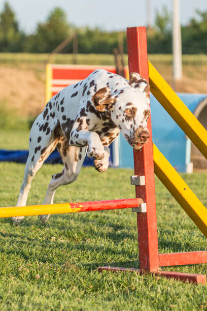 istock dalmatien dog agility 872769612