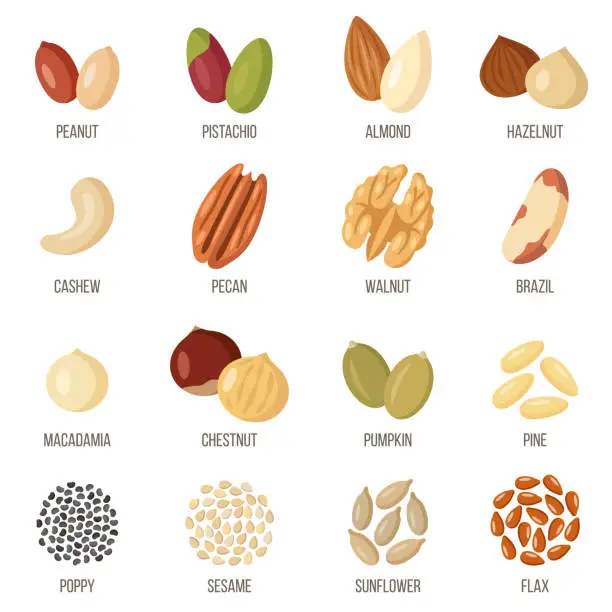 Vector illustration of Nuts and seeds