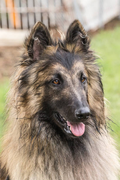 tervuren - belgian sheepdog - fotografias e filmes do acervo