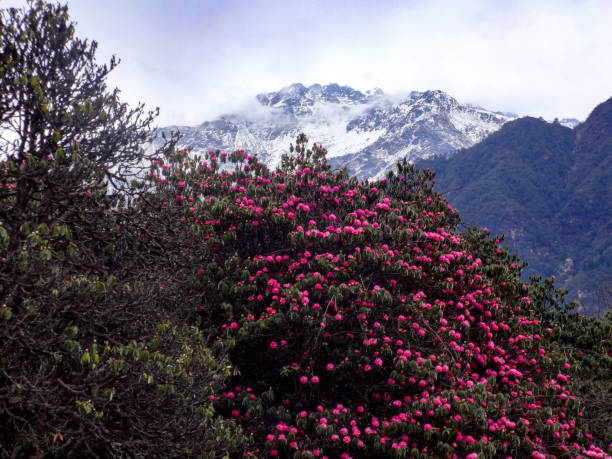 istock Blooming rhododendrons in Nepal 872769816