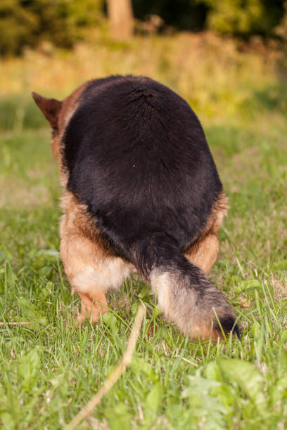 istock German shepherd during the morning toilet 872772882