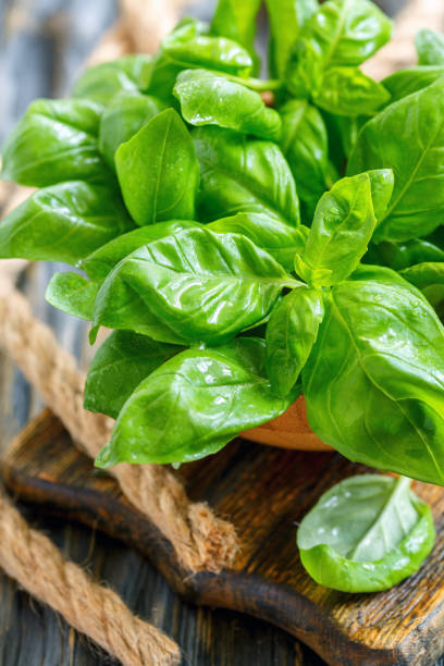 istock Bowl with green basil leaves closeup. 872772886