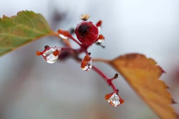 A drop or droplet is a small column of liquid, bounded completely or almost completely by free surfaces.