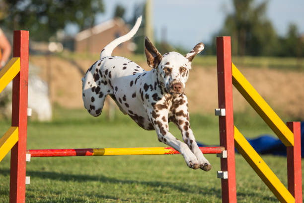istock dalmatien dog agility 872775950