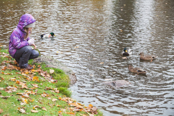 istock Little girl feeds ducks on a lake coast 872779130