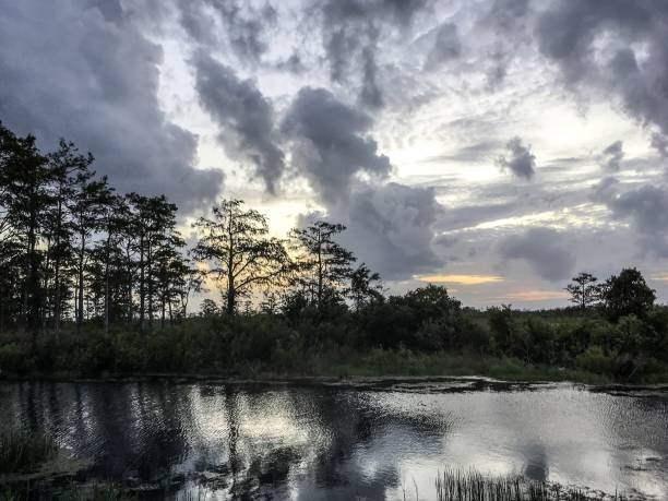 istock sunset in the Everglades marshes 872779696