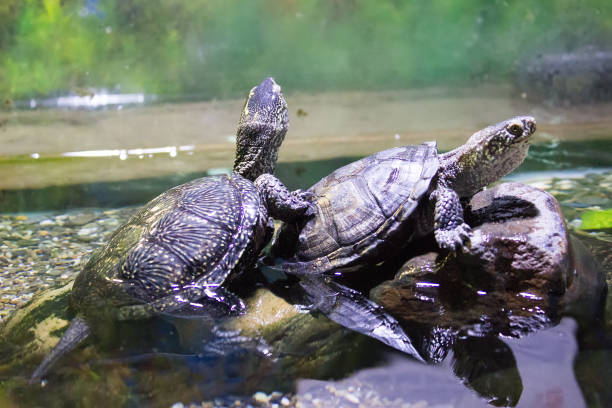 istock Red-eared sliders in the terrarium 872779766