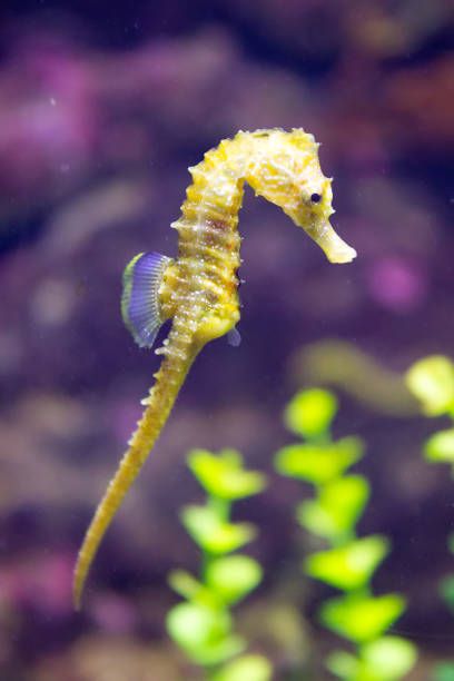 hippocampe (hippocampus hippocampus) - snouted photos et images de collection