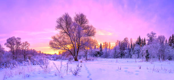 istock winter panorama landscape with forest, trees covered snow and sunrise. 872787244