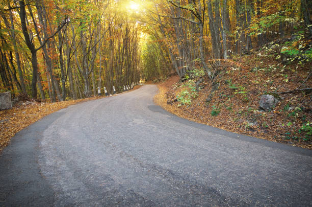 istock Road in autumn wood. 872790198