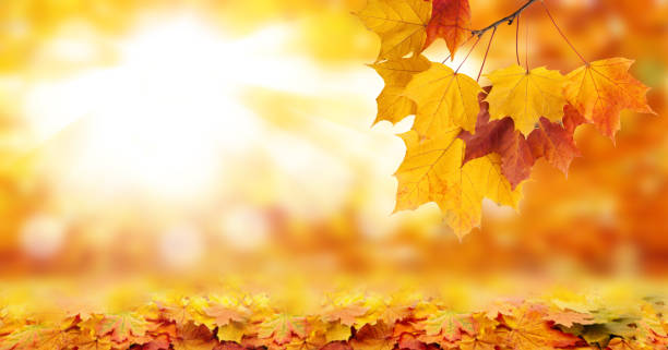 istock Autumn background product montage display. Mock up for design.. 872790296