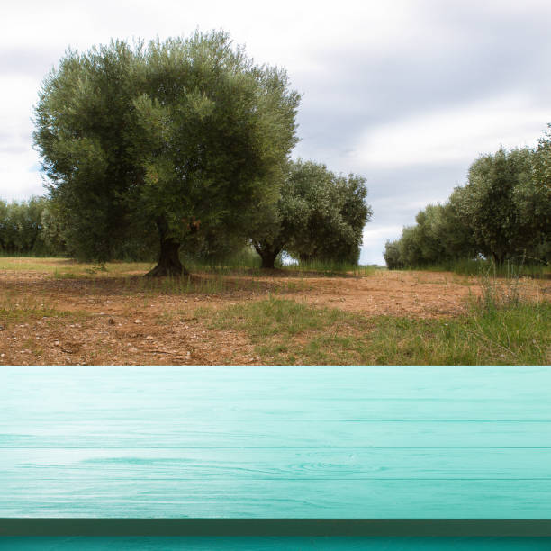 istock Empty wooden deck table with summer landscape with olive trees background. Ready for product display montage. 872790734