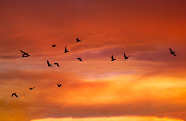 istock Flock of Birds 872791168
