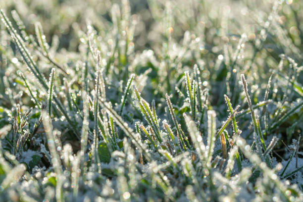 istock blur background winter meadows with grass covered with frost 872798576