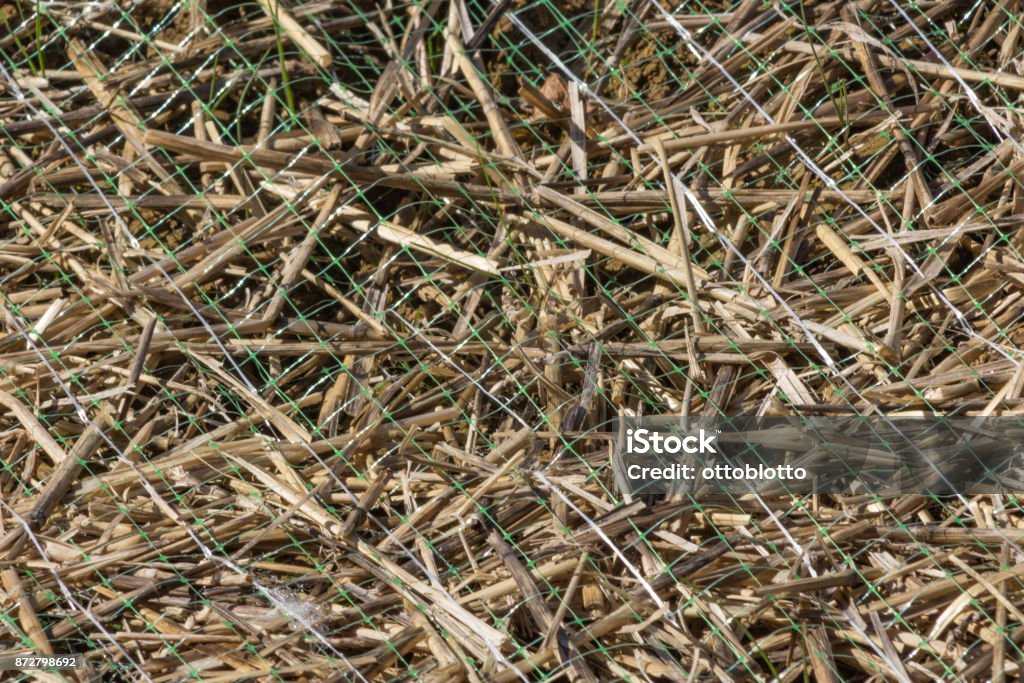 Green plastic erosion netting with straw underneath texture background Green plastic erosion netting with straw underneath texture background, horizontal aspect Blanket Stock Photo