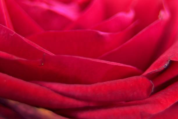 istock Macro picture of a red flower 872799452