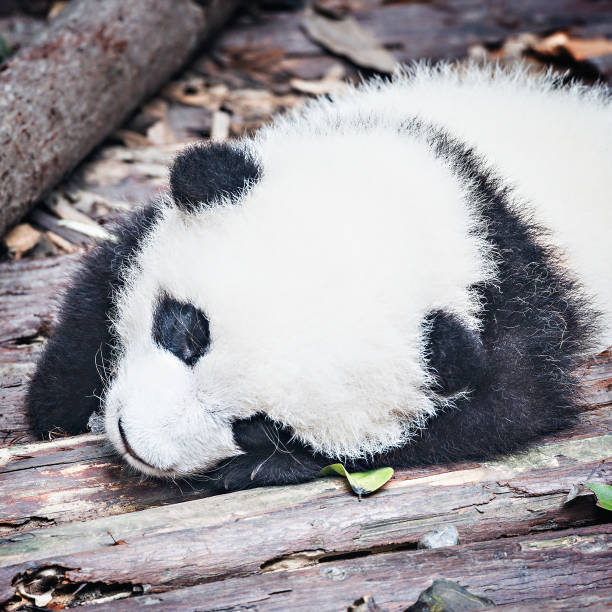 자이언트 팬더의 아기입니다. - panda giant panda china eating 뉴스 사진 이미지