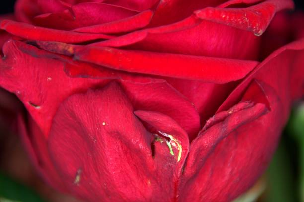 istock Macro picture of a red flower 872800074