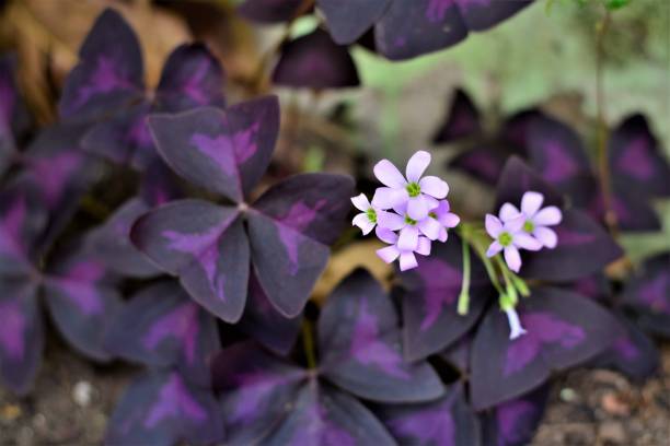 istock A flor da  Oxalis regnellii atropurpurea 872803384