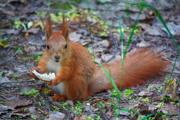 Red squirrel eats a treat in the park. Animals
