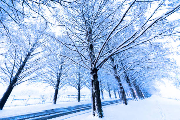 istock Metasequoia Tunnel 872807210