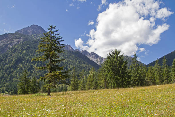 istock Blooming mountain meadow in Tyrol 872807314