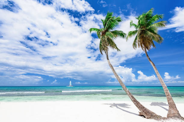istock resort beach palm tree sea Dominican Republic 872810162