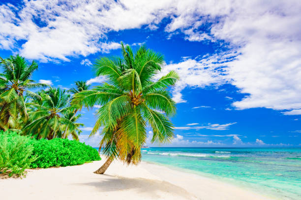 istock resort beach palm tree sea Dominican Republic 872810240