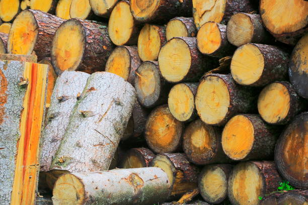 istock Wood pile natural cut out tree trunks pattern - firewood pile pattern landscape from Evergreen Forest, natural pattern, tree trunks beauty in nature  backgrounds, Bavarian Alps and Tyrol border – Austria / Germany 872810554