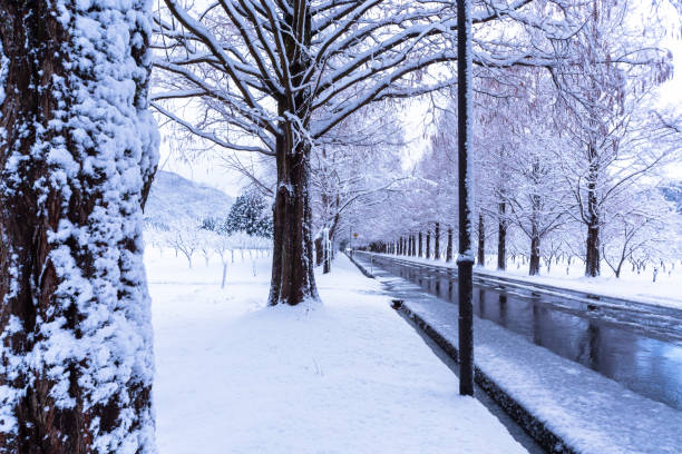 istock Metasequoia Tunnel 872810860