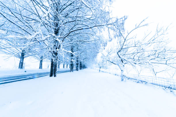 istock Metasequoia Tunnel 872811090