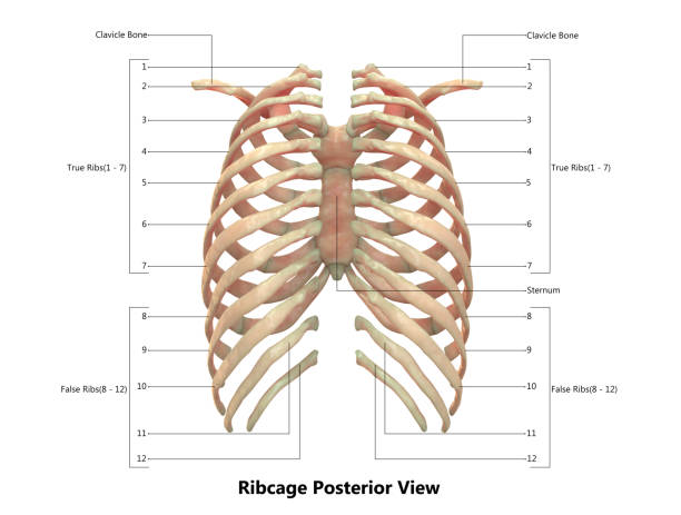 human skeleton system (klatka piersiowa) anatomia ze szczegółowymi etykietami tylnej widoku - ulna one person concepts rear view zdjęcia i obrazy z banku zdjęć