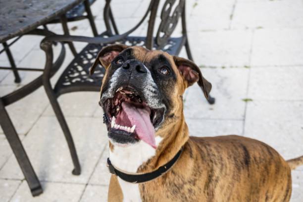 istock boxer Dog sticks out tongue and prances 872811220