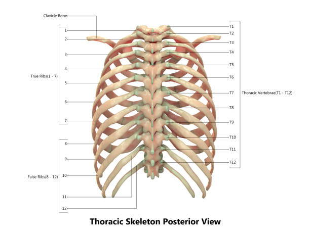 система скелета человека (торакальный скелет) анатомия с подробными этикетками заднего вида - back rear view pain physical injury стоковые фото и изображения