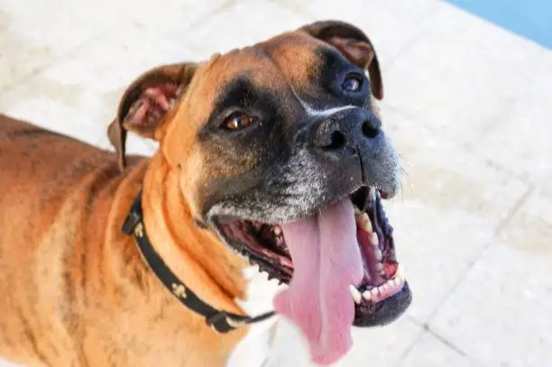 boxer Dog sticks out tongue and prances