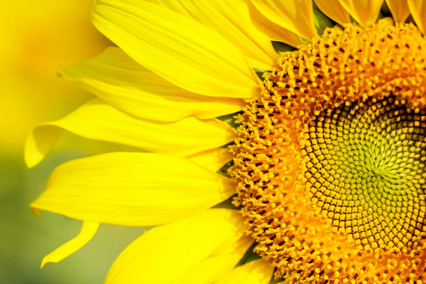 istock Sunflower field landscape. Sunflowers close up 872814058