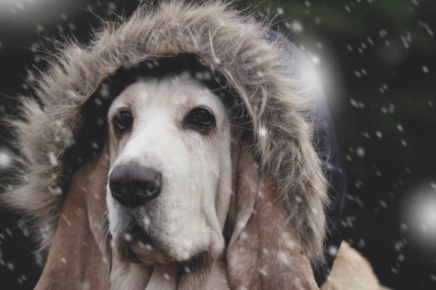 istock Dog in snow, in cap 872814762