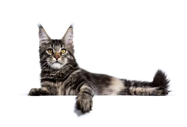 Photo of Black tabby maine coon cat kitten laying  isolated on white background