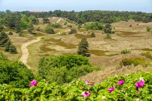 View of dunes, path and forest. Dog-roses in foreground.
